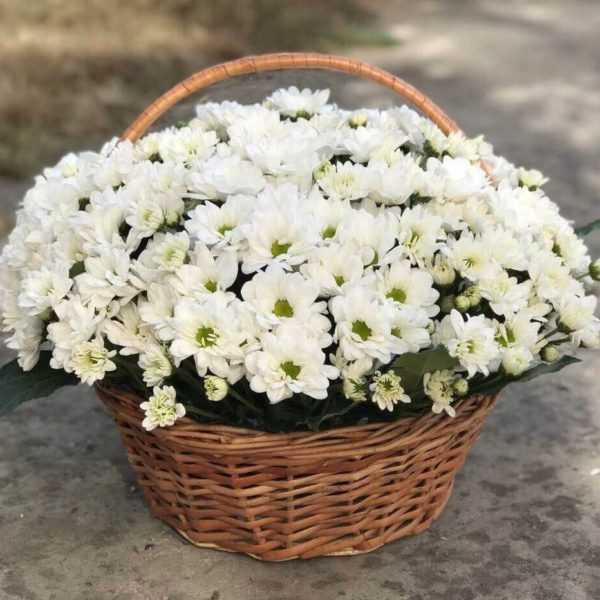 Корзина белых хризантем